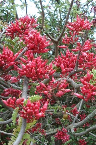 Schotia afra var. afra
